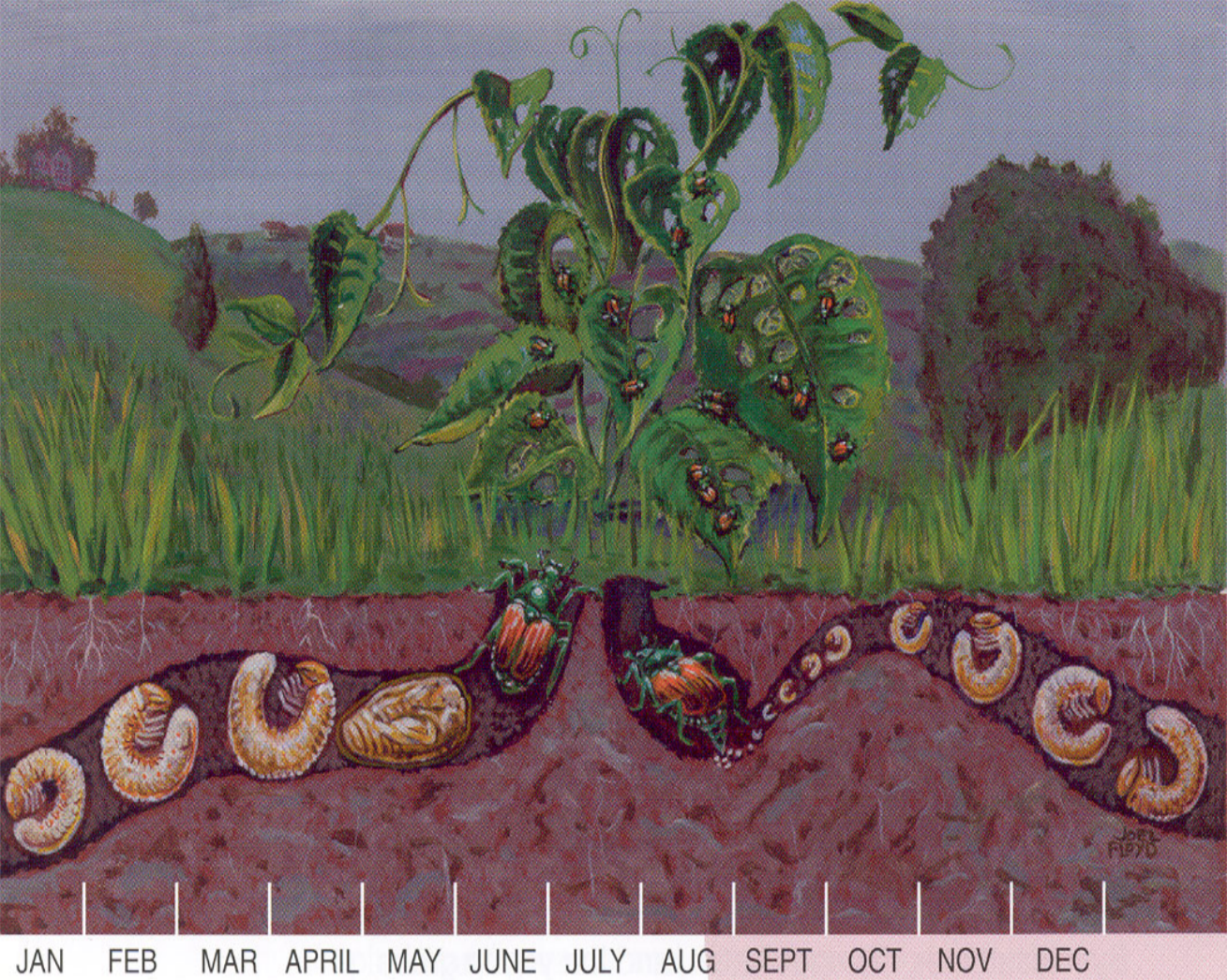 Diagram of the life cycle of the Japanese beetle